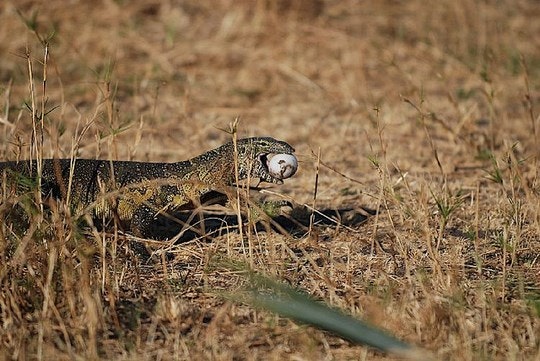 Lawnwood Snake Sanctuary