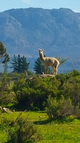 Boland Accommodation at Fynbos Guest Farm & Animal Sanctuary | Viya