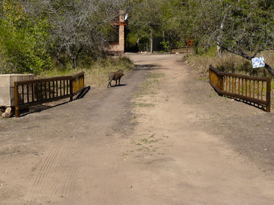 Kruger National Park South Accommodation at  | Viya