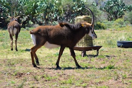 Northern Cape Accommodation at Leeuwfontein Guest Farmhouse | Viya