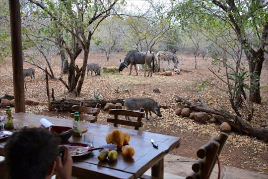 Kruger National Park South Accommodation at  | Viya