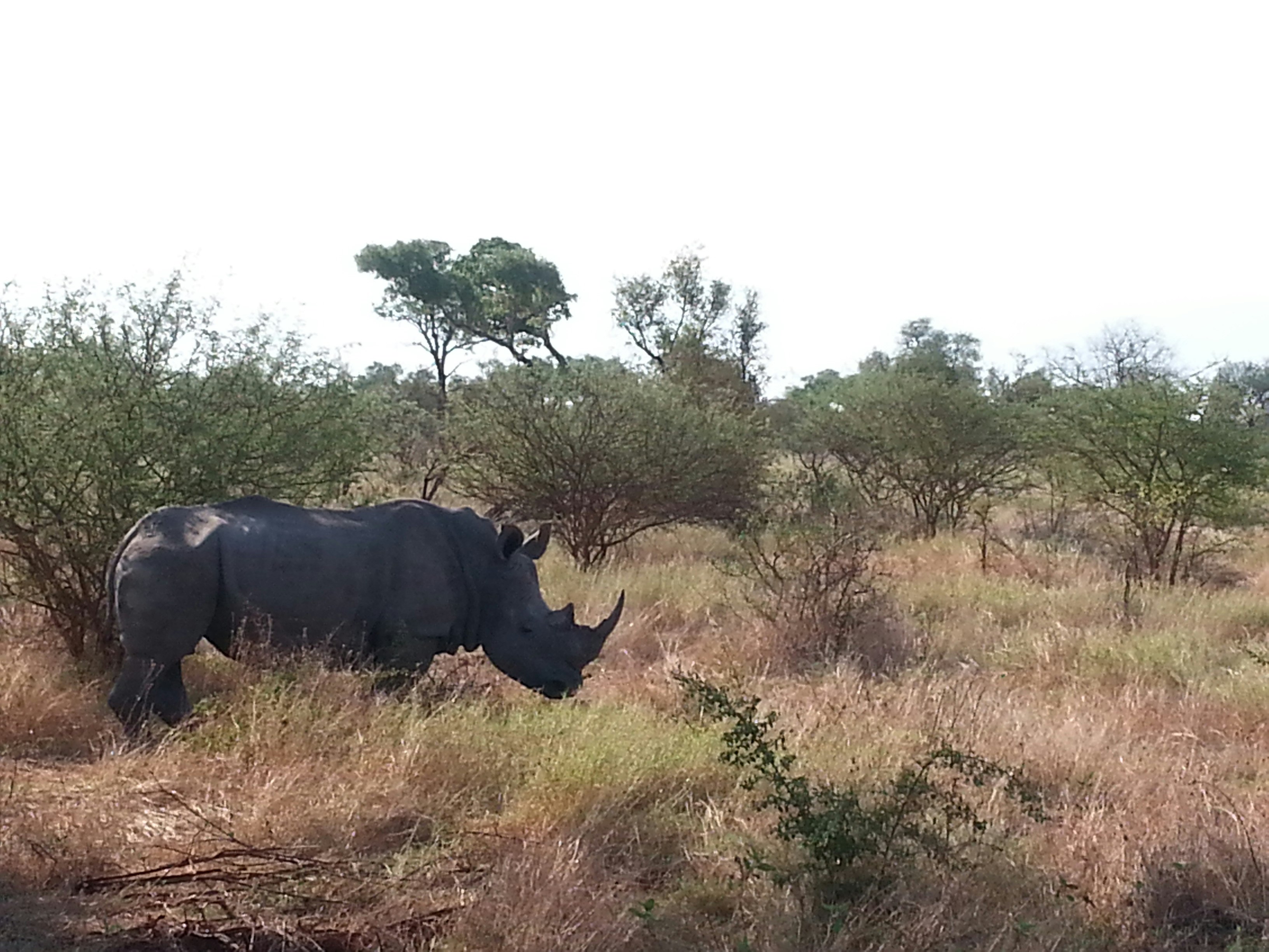 Kruger National Park South