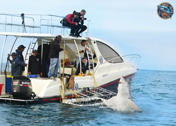 White Shark Cage Diving Company
