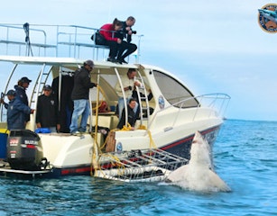 White Shark Cage Diving Company