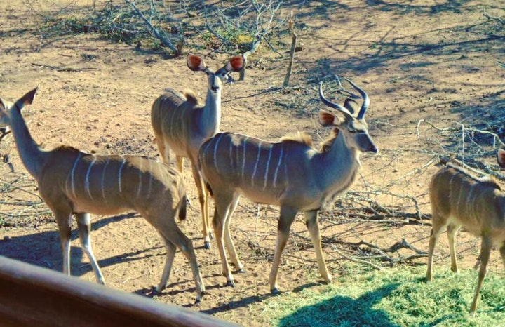 Kruger National Park South Accommodation at Vuurvliegie en Sonbesie | Viya