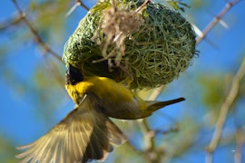 Garden Route Accommodation at Gecko Cottages | Viya