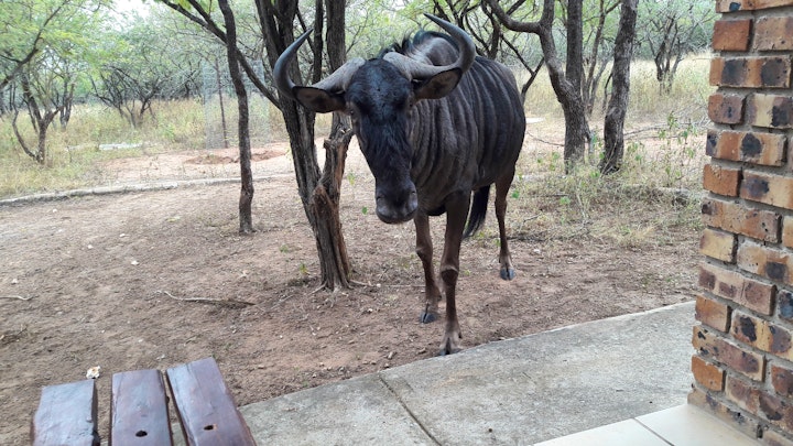 Kruger National Park South Accommodation at Umvangazi Rest | Viya