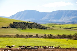 Western Cape Accommodation at Platkop-Veldhuisie | Viya