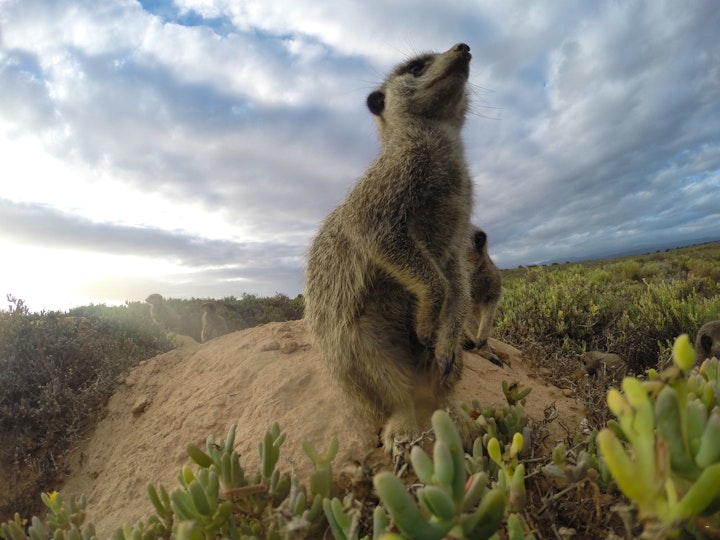 Western Cape Accommodation at De Zeekoe Guest Farm | Viya