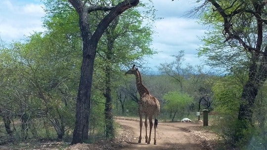 Kruger National Park South Accommodation at  | Viya