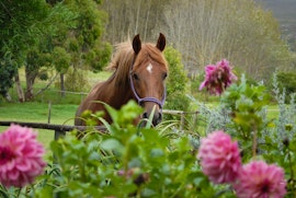 Overberg Accommodation at Earth Cottage | Viya