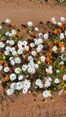 Namaqualand Accommodation at Kamieskroon Cosy Cottages | Viya