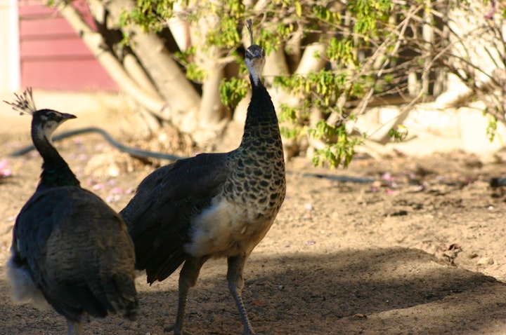 Western Cape Accommodation at Fraaigelegen Farm | Viya