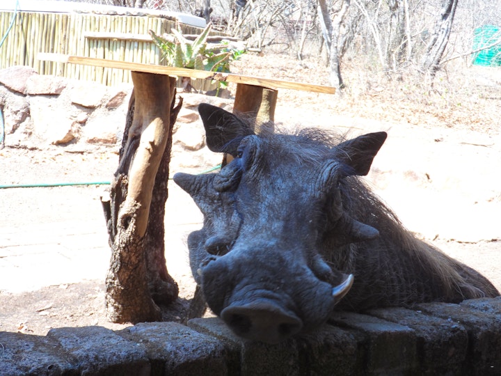 Kruger National Park South Accommodation at Die Hartbeeshuisie | Viya