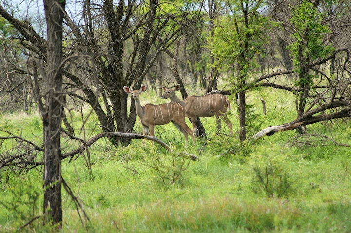 Limpopo Accommodation at Witgatboom Boskamp | Viya