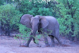 Namibia Accommodation at Hobatere Lodge | Viya