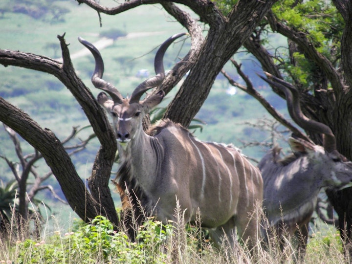 Mpumalanga Accommodation at Doringpoort: Lemoentjiedoring 1621 Self-catering Accommodation | Viya