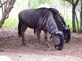 Kruger National Park South Accommodation at 3875 Eagle | Viya