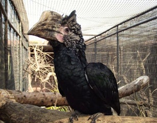 Bester Birds And Animals Zoo Park