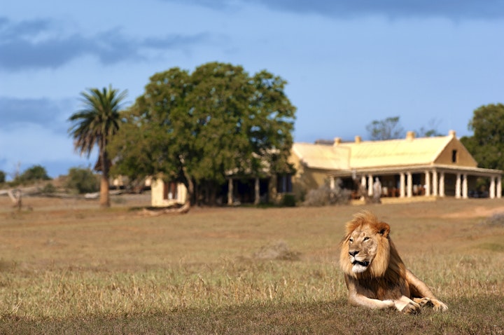 Eastern Cape Accommodation at Gorah Elephant Camp | Viya