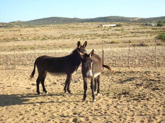 Namaqualand Accommodation at  | Viya