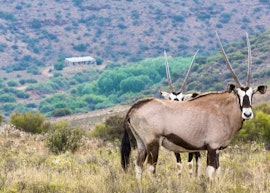 Eastern Cape Accommodation at Karoo Ridge Eco-lodge | Viya