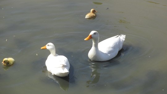 Far Horizon Animal Farm