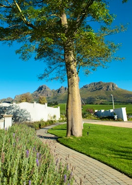 Somerset West Accommodation at Dieu Donne Stellenbosch | Viya