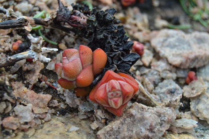 Northern Cape Accommodation at Namaqua Flower Beach Camp | Viya