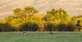 Waterberg Accommodation at Thanizimbi Game Farm | Viya