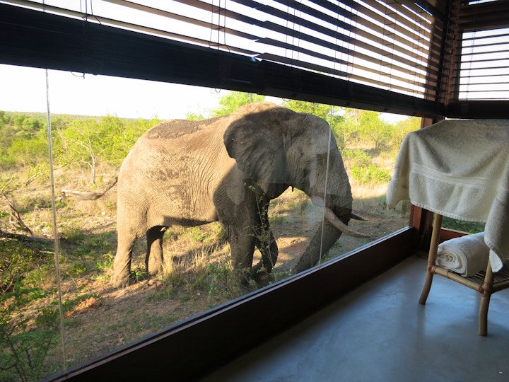 Mpumalanga Accommodation at Makumu Private Game Lodge | Viya