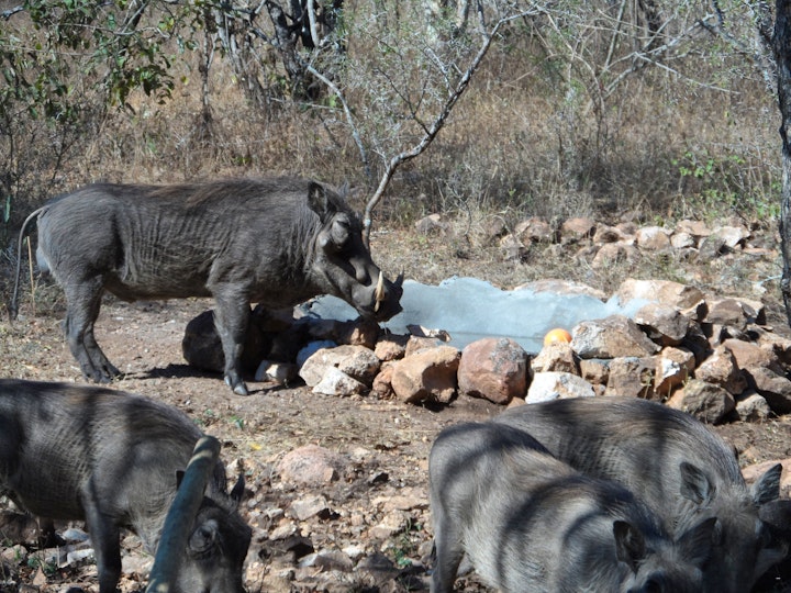 Kruger National Park South Accommodation at Die Hartbeeshuisie | Viya