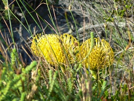 Overberg Accommodation at Van Den Berg's Guesthouse | Viya