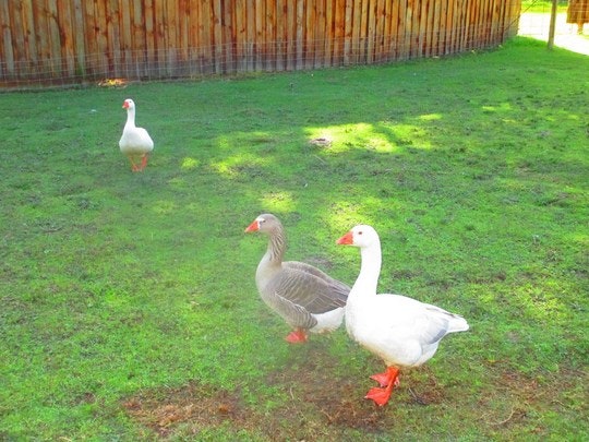 Higgeldy Piggeldy Animal Farmyard