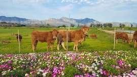 Riebeek-Kasteel Accommodation at Klein Eikeboom Guest Farm | Viya