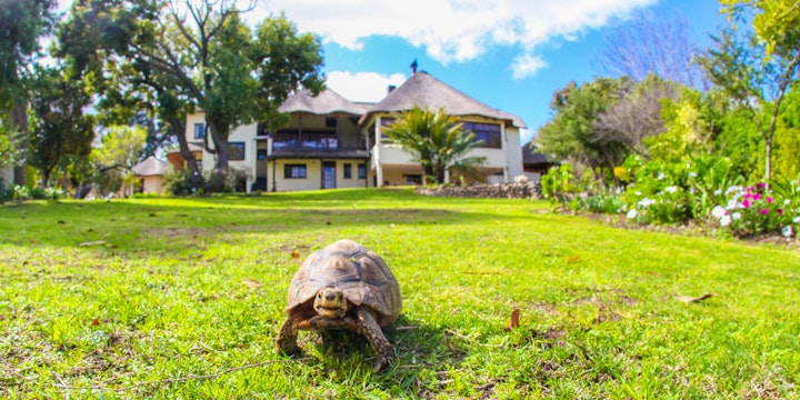 Cape Town Accommodation at Winelands Villa Guesthouse & Cottages | Viya