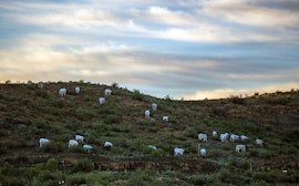 Karoo Accommodation at Assendelft Lodge & Bush Camp | Viya