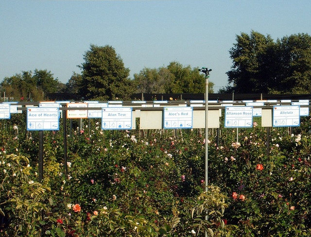 Ludwig's Rose Farm