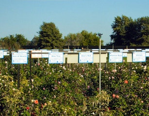 Ludwig's Rose Farm