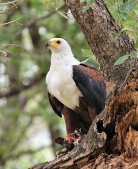 Dinokeng Game Reserve Accommodation at Marulani Bush Lodge | Viya