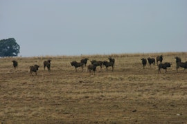 Northern Free State Accommodation at Lourenza Wild and Farm Lodge | Viya