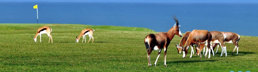 Royal Port Alfred Golf Club