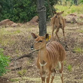 Limpopo Accommodation at Dinkweng Safari Lodge | Viya