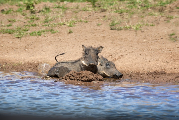 Vaalwater Accommodation at Mhondoro Lodge | Viya