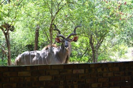 Kruger National Park South Accommodation at Peace of Marloth | Viya