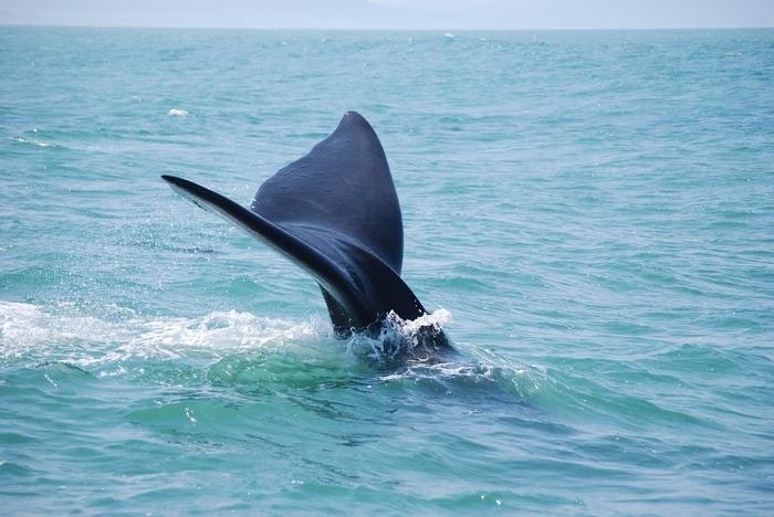 Hermanus Whale Watching