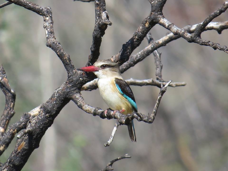 Dinokeng Game Reserve