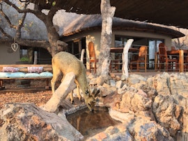 Namibia Accommodation at Okutala Etosha | Viya