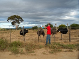 Garden Route Accommodation at Shadowlands Guest Farm | Viya