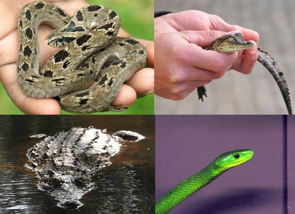 Riverbend Crocodile Farm